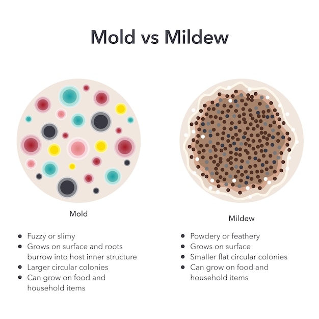 Mold versus Mildew scientific vector illustration