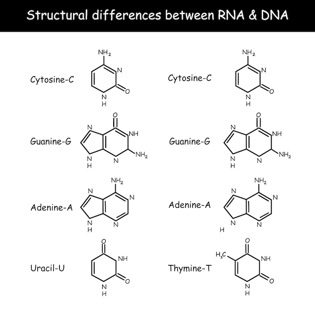 DNA와 RNA의 분자 구조 인포그래픽 교육 터 일러스트레이션