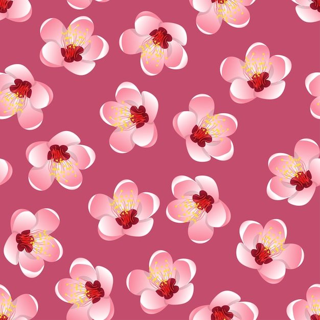 Momo Peach Flower Blossom on Pink Background