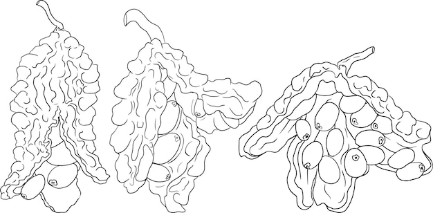 Иллюстрация линии momordica charantia бальзамная груша горькая тыква горькая дына
