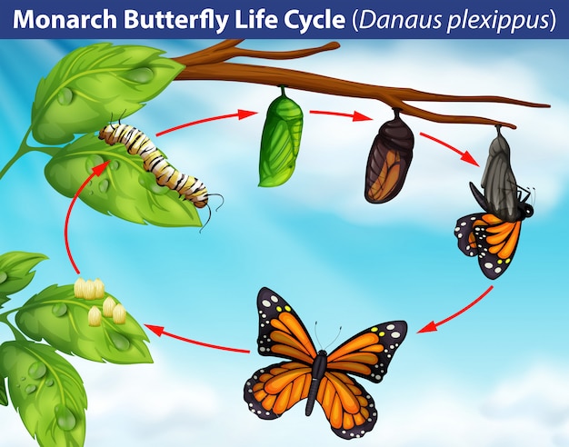 Monarch butterfly life cycle