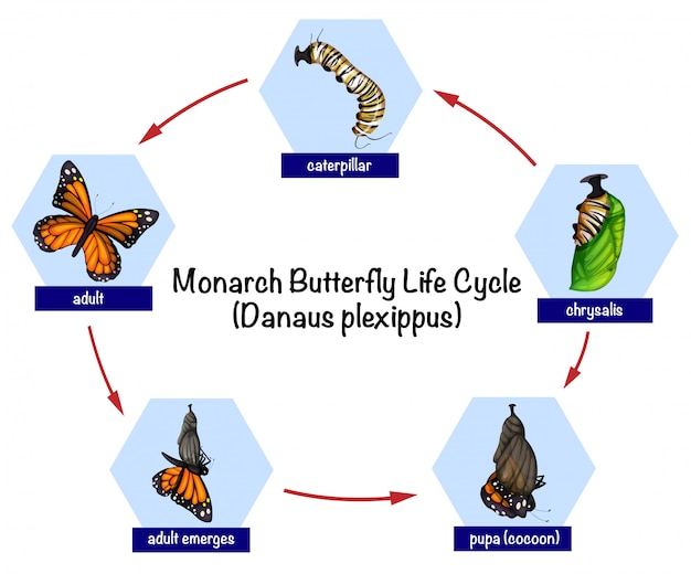 Monarch butterfly life cycle