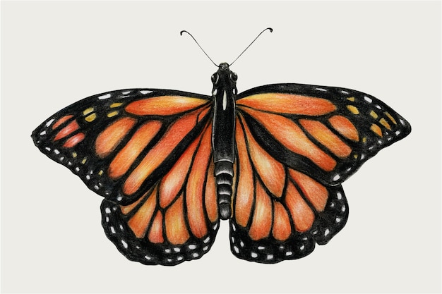 Monarch butterfly vintage vector hand-drawn