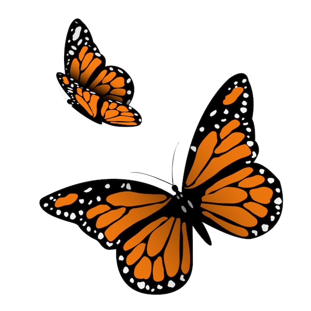 Vector monarch butterfly