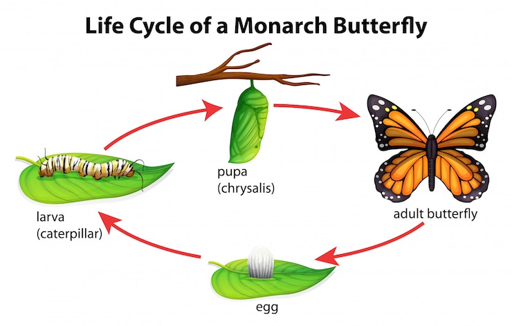 Vector monarch butterfly