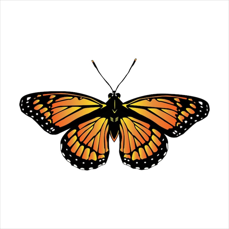 Vector monarch butterfly