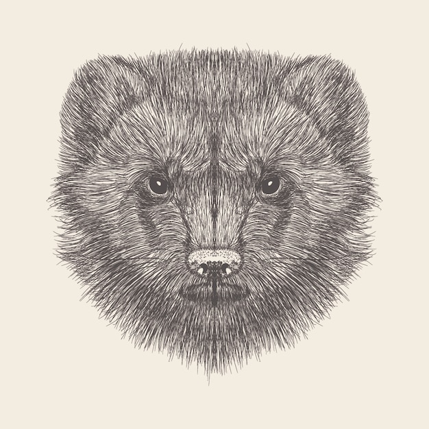 Mongoose head Illustration, hand drawn design.