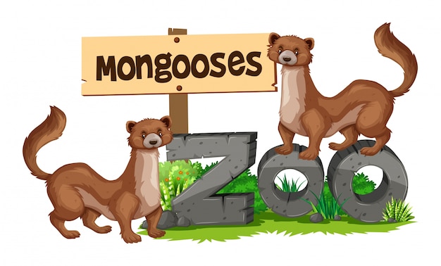 Mongooses che stanno sul segno dello zoo