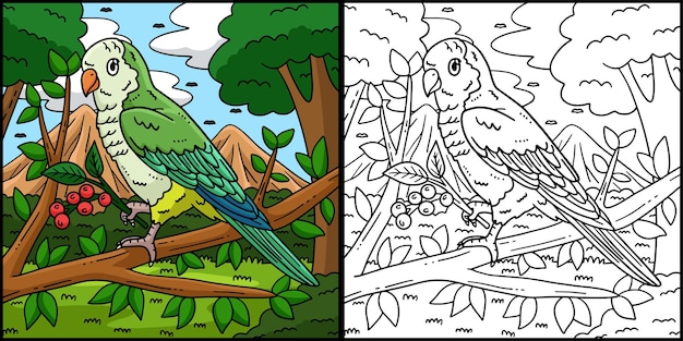 monk parakeet bird coloring page illustration