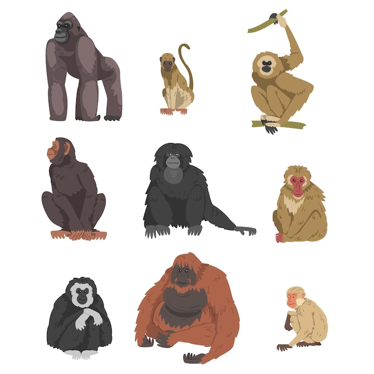 Vector monkey as arboreal primate and simian mammal vector set