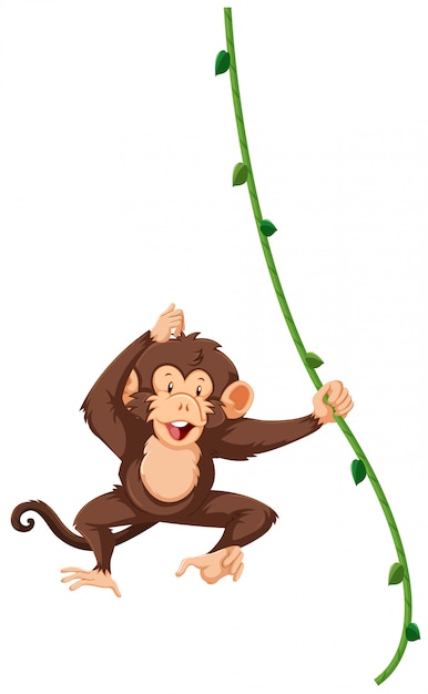 A monkey hanging on vine