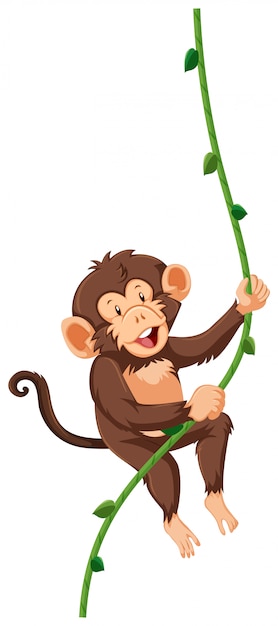 A monkey hanging on vine