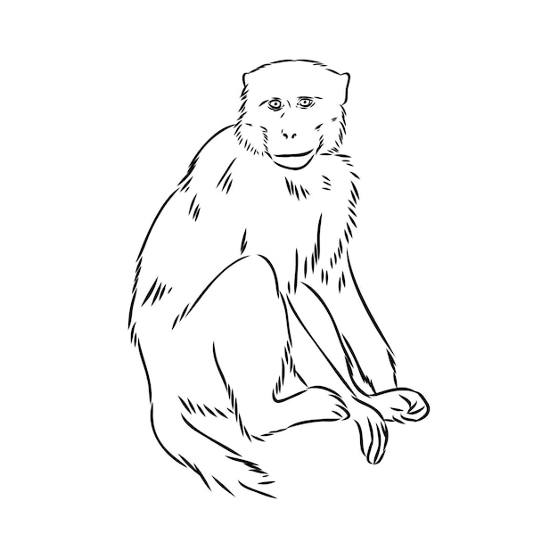 Monkey icon jungle macaque outline badge zoo animal vector illustration