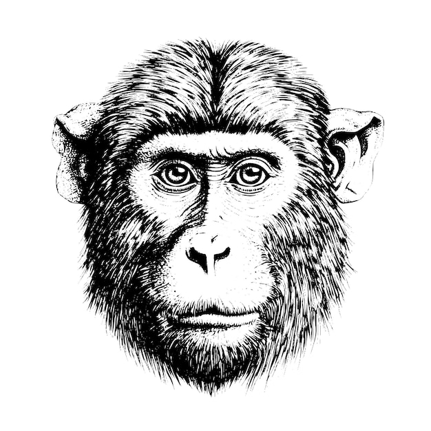 Vector monkey vector drawing isolated hand drawn engraved style illustration