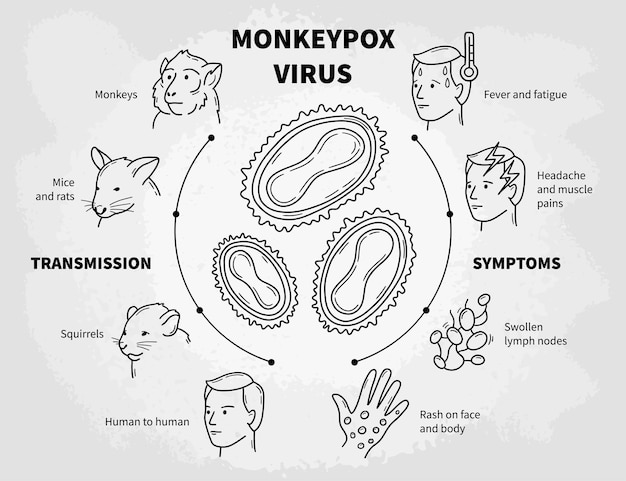 Vector monkeypox infectious disease infographic with symptoms and transmission