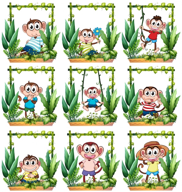 Monkeys in the wooden frame