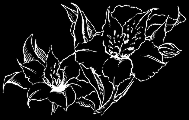 Monochrome alstroemeria flower composition vector sketched art