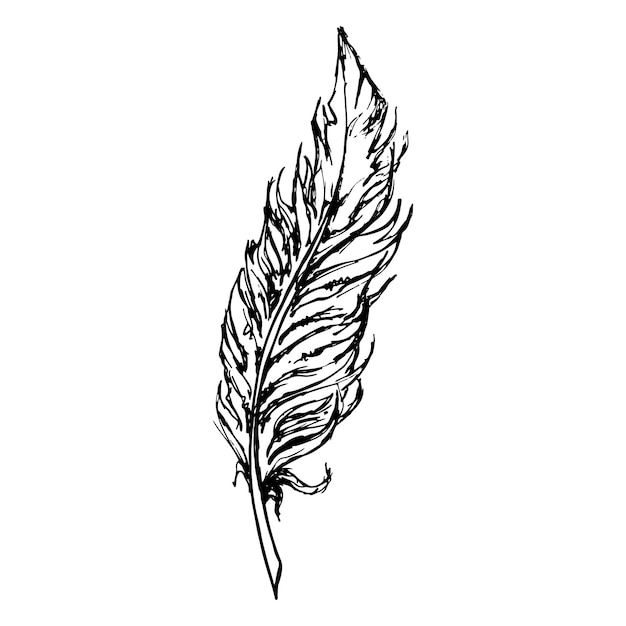 Premium Vector | Monochrome black and white bird feather sketch line ...