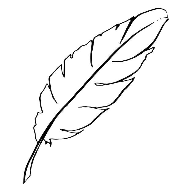 Monochrome black and white bird feather vector sketched art