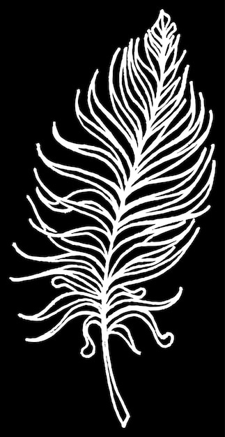 Monochrome black and white bird feather vector sketched art