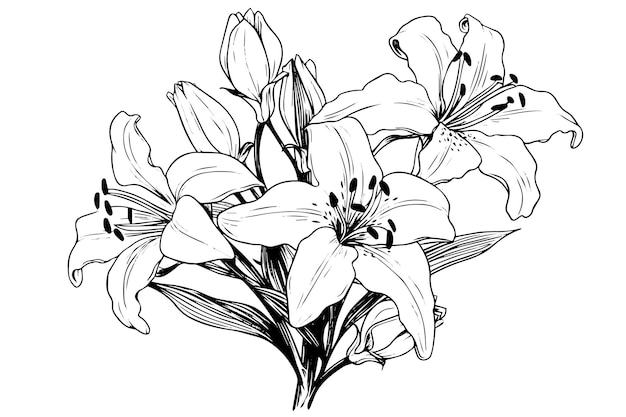 Монохромная черно-белая букетная лилия изолирована на белом фоне Ручно нарисованная векторная иллюстрация