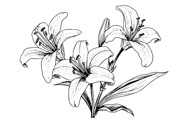 Monochrome black and white bouquet lily isolated on white background Handdrawn vector illsutration