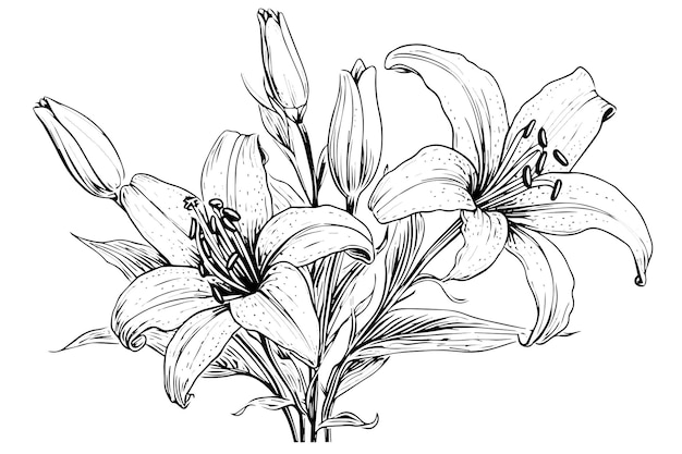 Vector monochrome black and white bouquet lily isolated on white background handdrawn vector illsutration