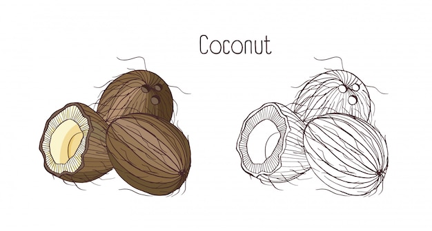 Monochrome contour and colorful drawings of coconut