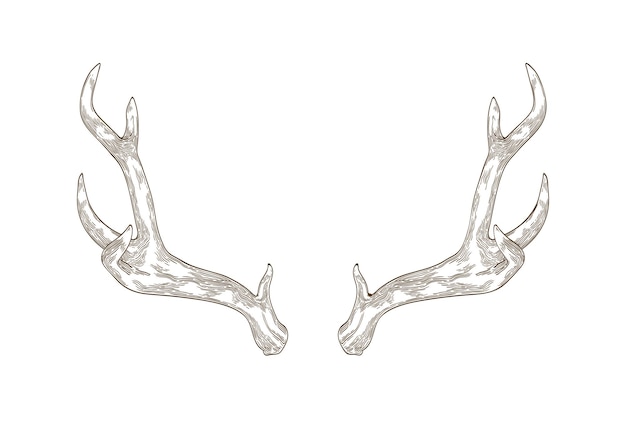 Monochrome drawing of deer, stag or hart antlers isolated on white background. Part of forest animal's body. Elegant hand drawn realistic vector illustration in vintage engraving style for logotype.