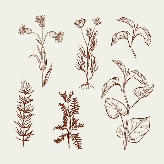 Monochrome drawing with herbs and wild flowers