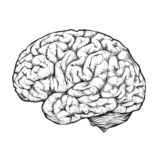 Head human brain thinking idea sketch Royalty Free Vector