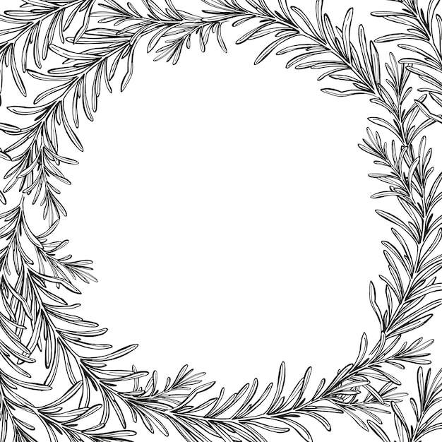 monochrome frame with hand drawn vector illustration of rosemary brunch black and white inked sketch of herb spice plant isolated on white background