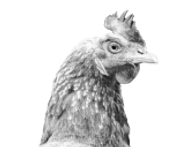 Disegno a mezza tonalità monocromatico di una testa di pollo con becco e piume su uno sfondo bianco