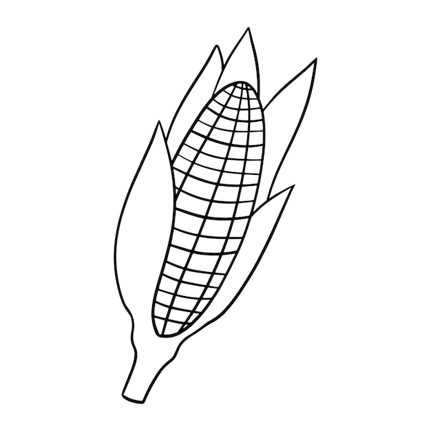 Monochrome image ripe corn cob vector illustration in cartoon