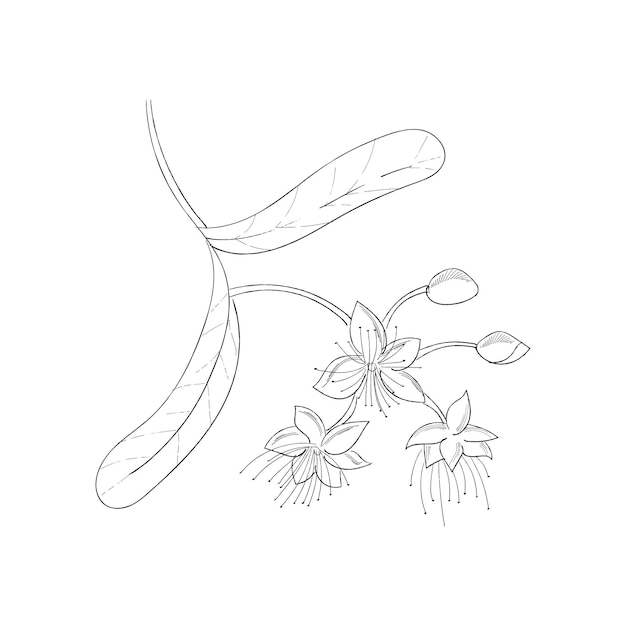 Вектор Монохромный липовый цветок ручной рисунок эскиз изолирован на белом фоне.