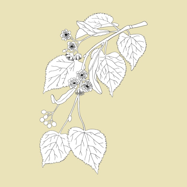 Vector monochrome linden tree on a beige background