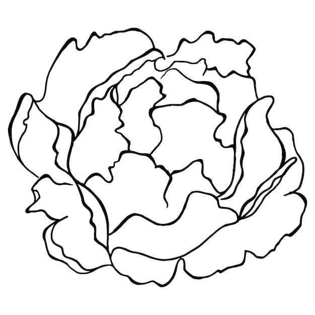 Monochrome peony flower plant ink line art vector