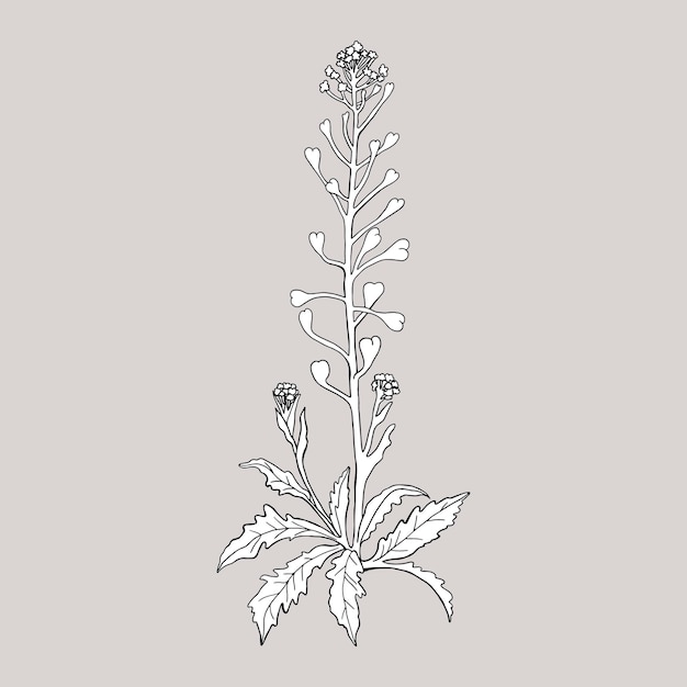 Monochrome plant Capsella bursa pastoris on a gray background