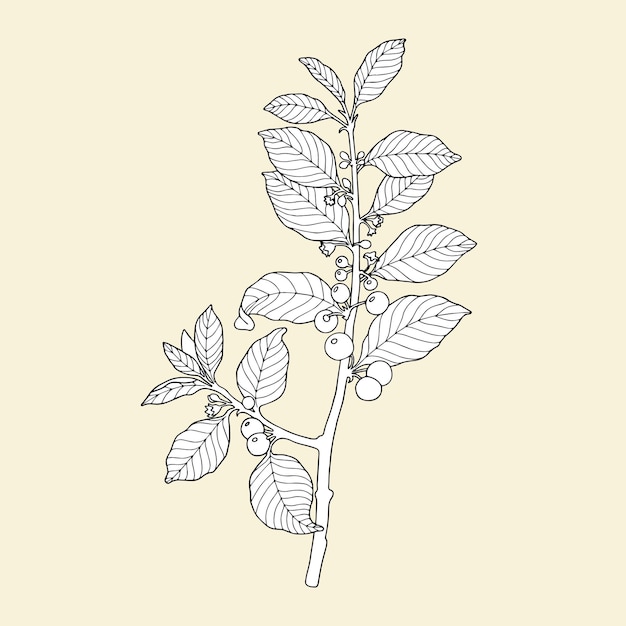Vettore pianta monocromatica frangula alnus su fondo giallastro