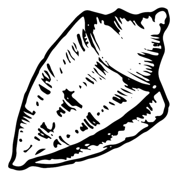 Monochrome sea shell sketched line art vector