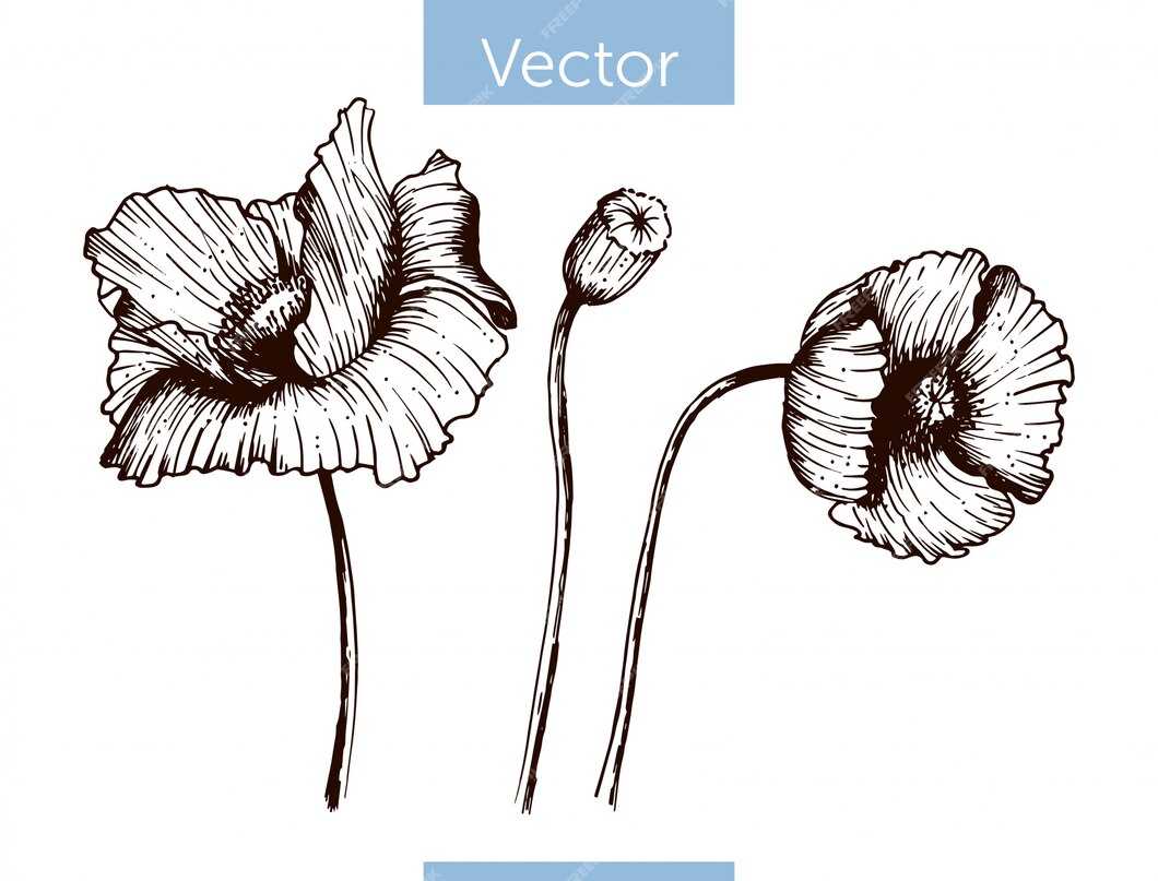 Premium Vector | Monochrome vector hand drawn poppy on white background