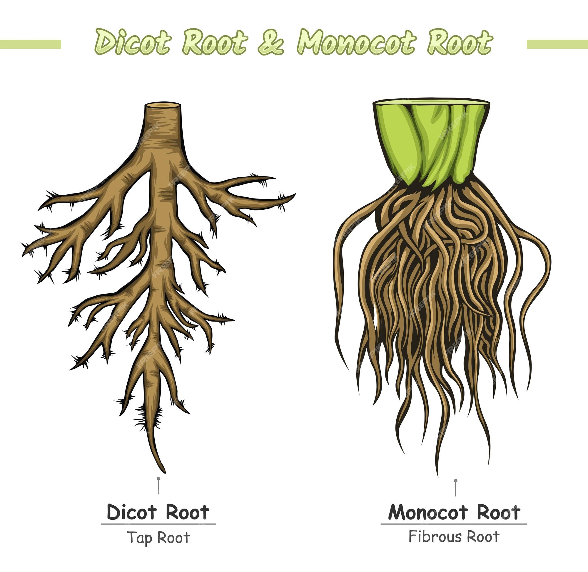 Root request. Типы корневых систем. Dicot root. Корни вектор. Виды корневых систем растений.