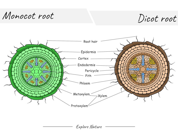 Monocot root and dicot root