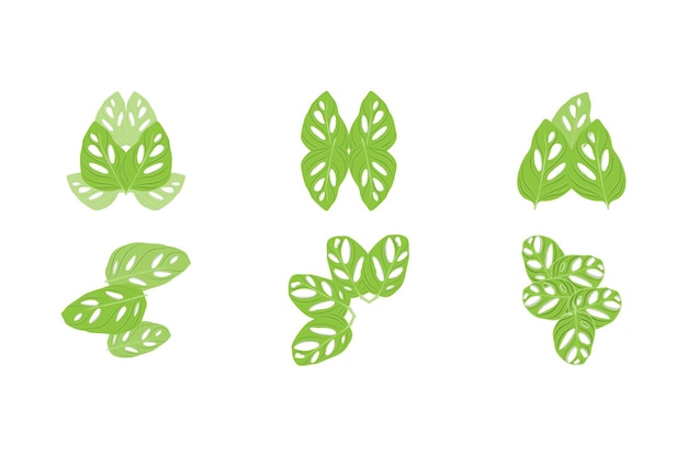 モンステラ adansonii 葉のロゴ 緑の植物のベクター ツリーのベクター 珍しい葉の図