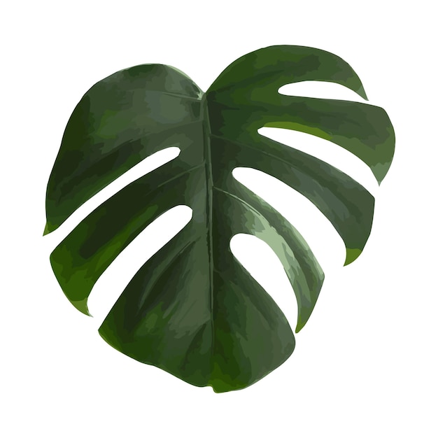 Vector monstera blad realistisch ontwerp geïsoleerd op een witte achtergrond vector