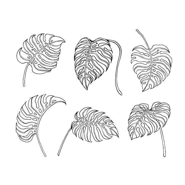 Monstera blad schetsontwerp voor natuurornament