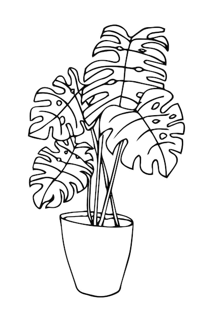 Monstera boom in een pot in zwarte lijn cartoon stijl.