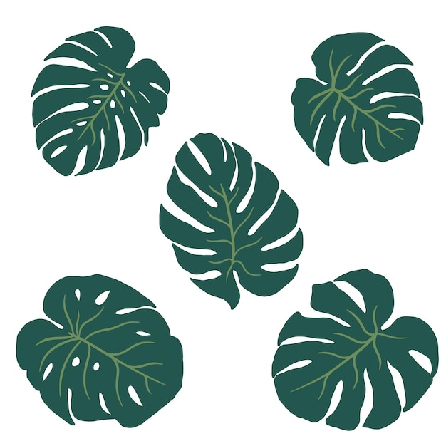 Monstera 컬렉션 벡터 흰색 배경 설정