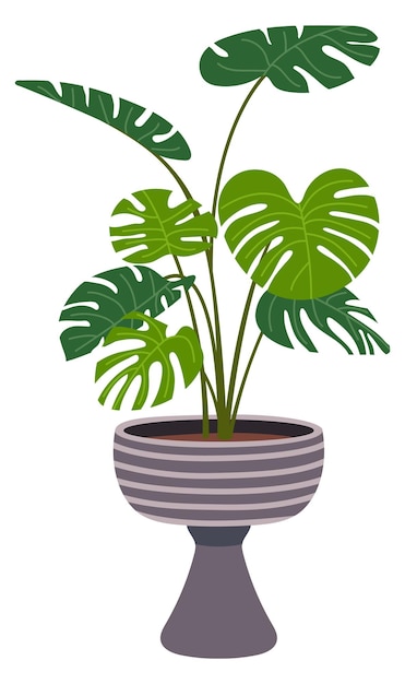Vettore icona colore monstera vaso per piante con foglie verdi