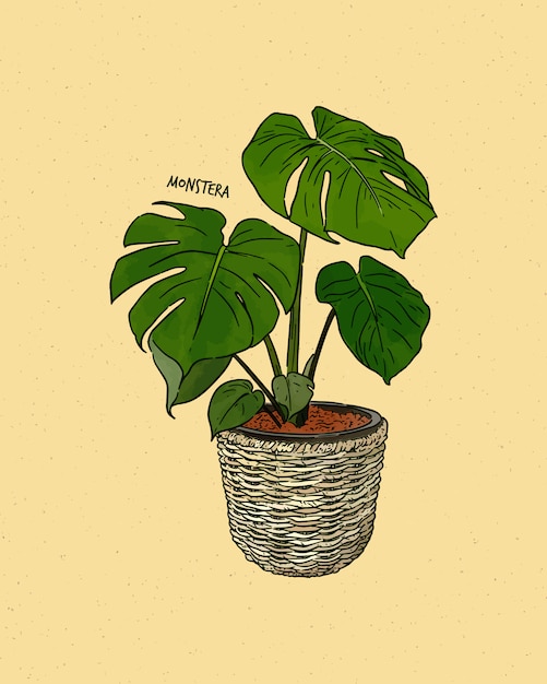 Vector monstera deliciosa, ook wel bekend als de zwitserse kaasplant, hand tekenen schets vector.